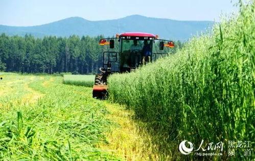 黑龙江农场爆料视频最新,揭秘神秘农业生态圈  第1张